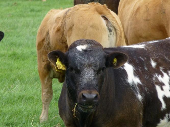 VersaMax Permanent Pasture